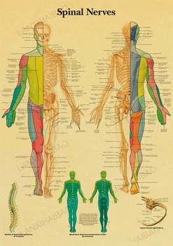Corpul uman Ilustrare-Schelet de Epocă Poster pe Hârtie Kraft Clasă Muzeul de Pictura Decorativa